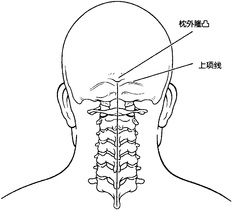 一、相關(guān)解剖